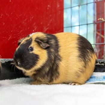 Rescue Guinea Pig Guinea Pigs for Adoption in Methuen, Massachusetts - SPOT | PetCurious